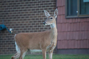 deer 2021