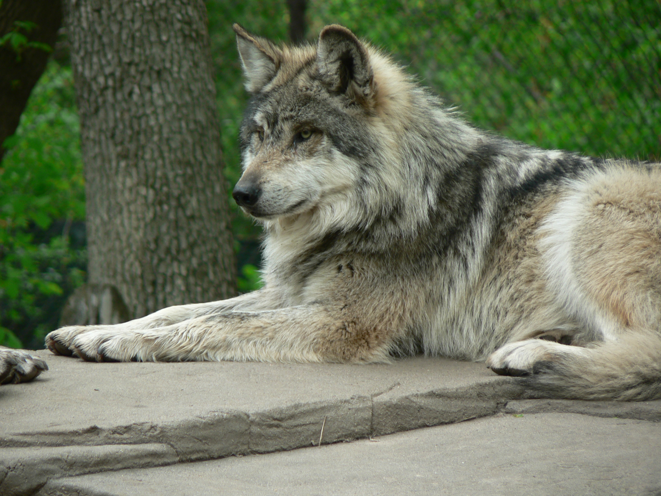 Don't cry Wolf by dudestock