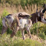 Pronghorn