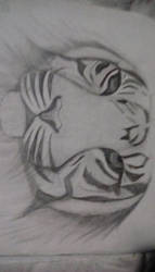 a tiger face