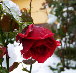 winter rose