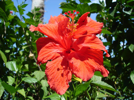 Hibiscus