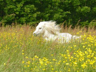 Shetlandpony Stallion II