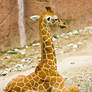 giraffe3