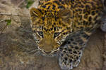 leopard63 by redbeard31