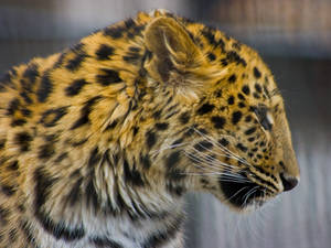 leopard82