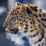 leopard123
