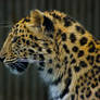 leopard147
