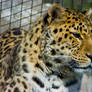 leopard151