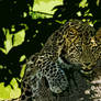 leopard154.1