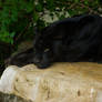black jaguar11