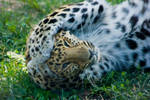 leopard200 by redbeard31