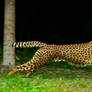 cheetah351