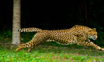 cheetah351 by redbeard31