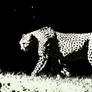 cheetah361.1