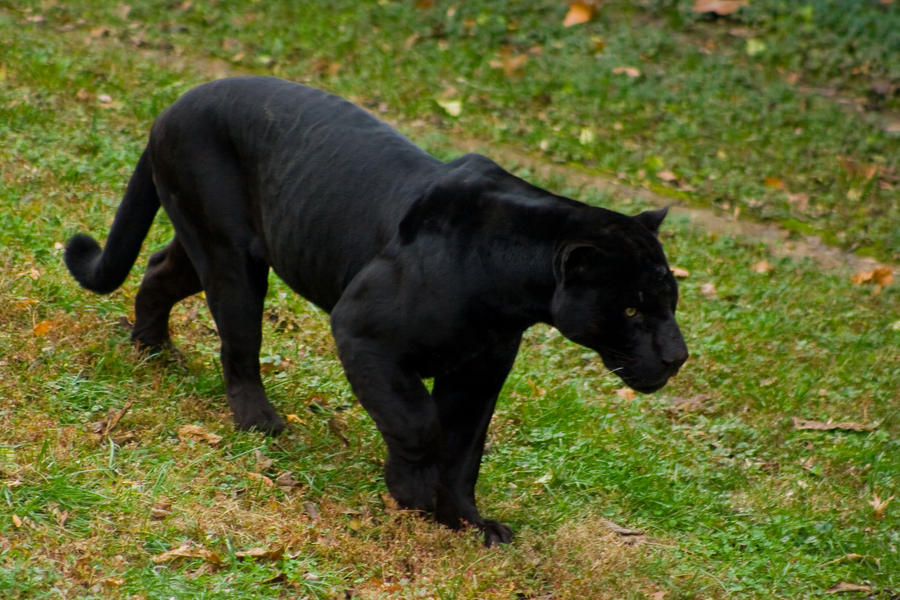 black jaguar13