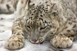 snowy195 by redbeard31