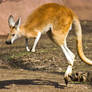 kangaroo8