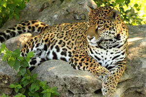 jaguar126