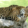 jaguar130