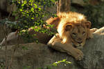 lion168 by redbeard31
