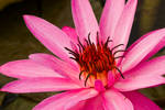 10lily169 by redbeard31