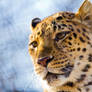 leopard282