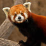 red panda11