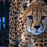 cheetah535