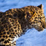 leopard297