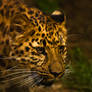 leopard335