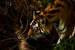 tiger499 by redbeard31