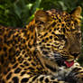 leopard345