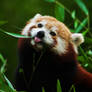 red panda14