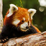 red panda18