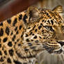 leopard390