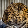 leopard411