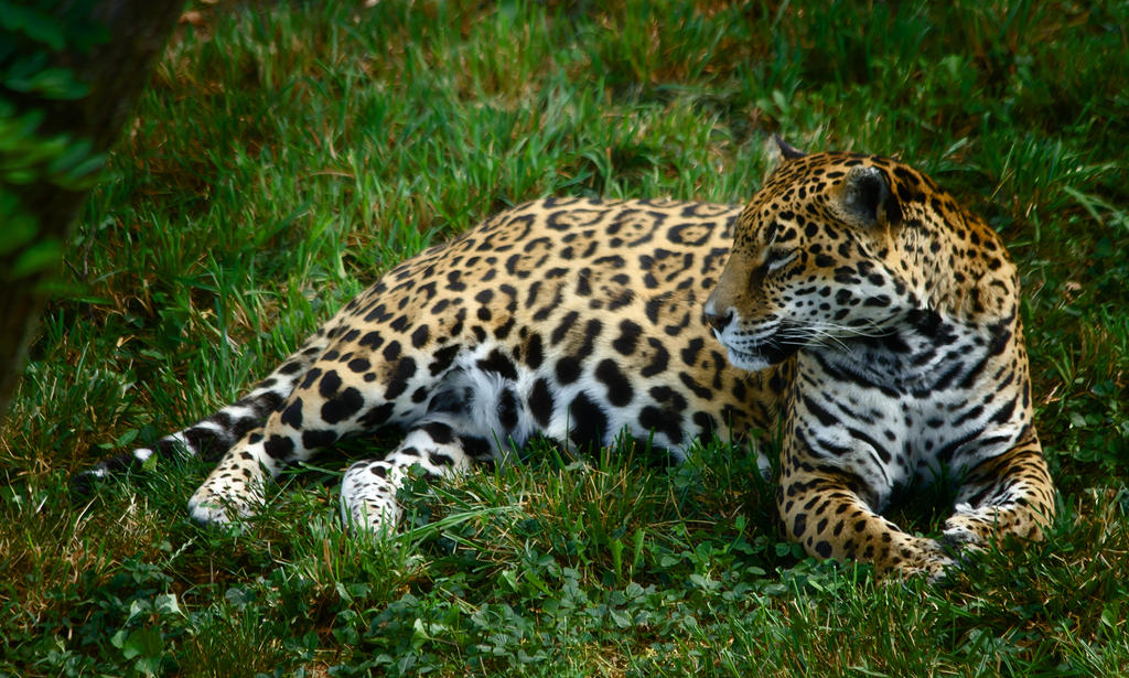 jaguar191