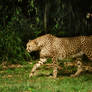 cheetah599