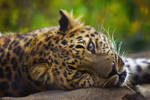 leopard454 by redbeard31