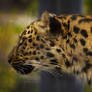 leopard452