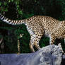 cheetah625