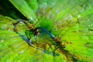 dfly172