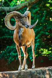 urial68