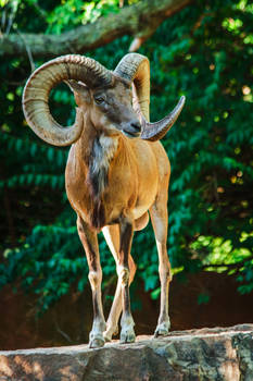 urial68