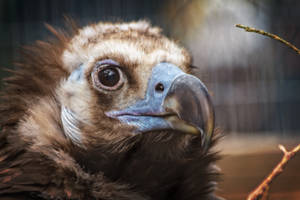 aves705