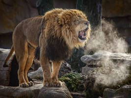 lion656