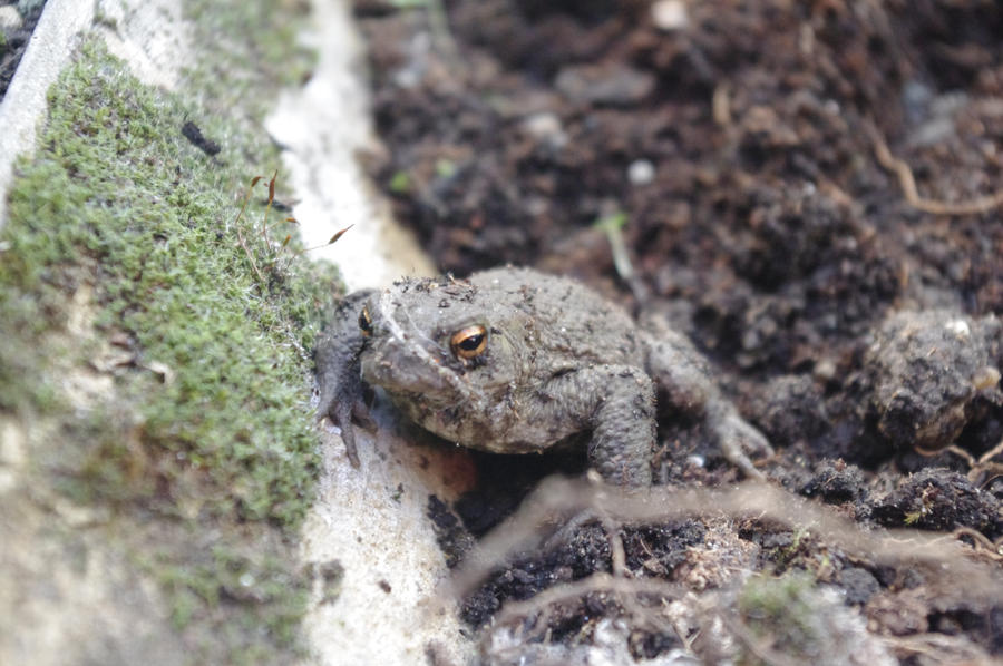 Grumpy Toad by LucyLostInWonderland on DeviantArt