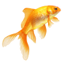 GOLDFISH