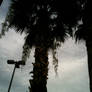 Another Palm Tree